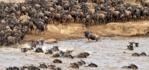 7-Day Mara River Crossing Safari