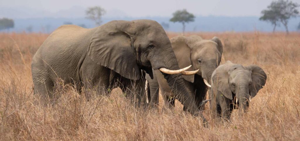 5-Day Nyerere and Mikumi Safari