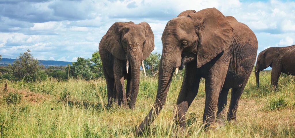 2-Day Tarangire and Ngorongoro Safari