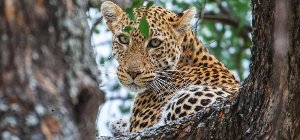 Tanzania Safaris