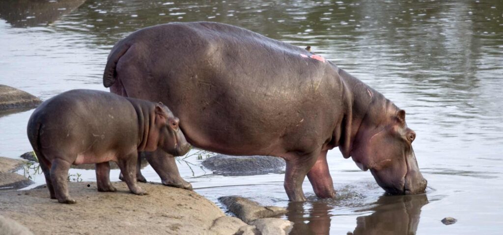 4-Day Serengeti and Ngorongoro Safari