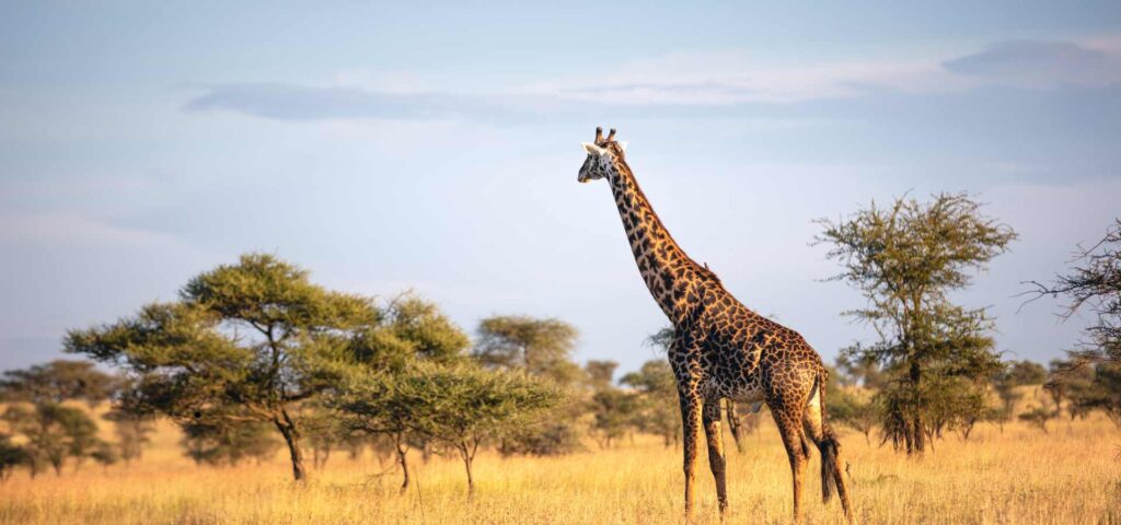 7-Day Best of Tanzania Safari