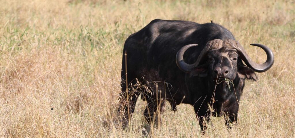 5-Day Tanzania Northern Circuit Safari