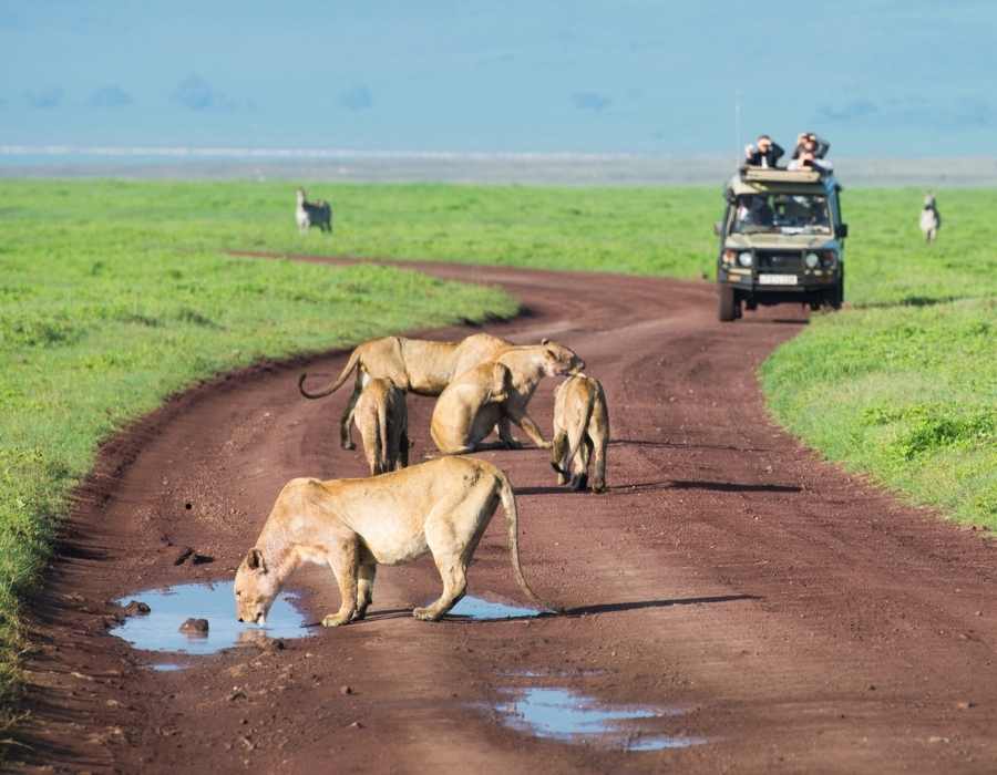 Tanzania Safaris