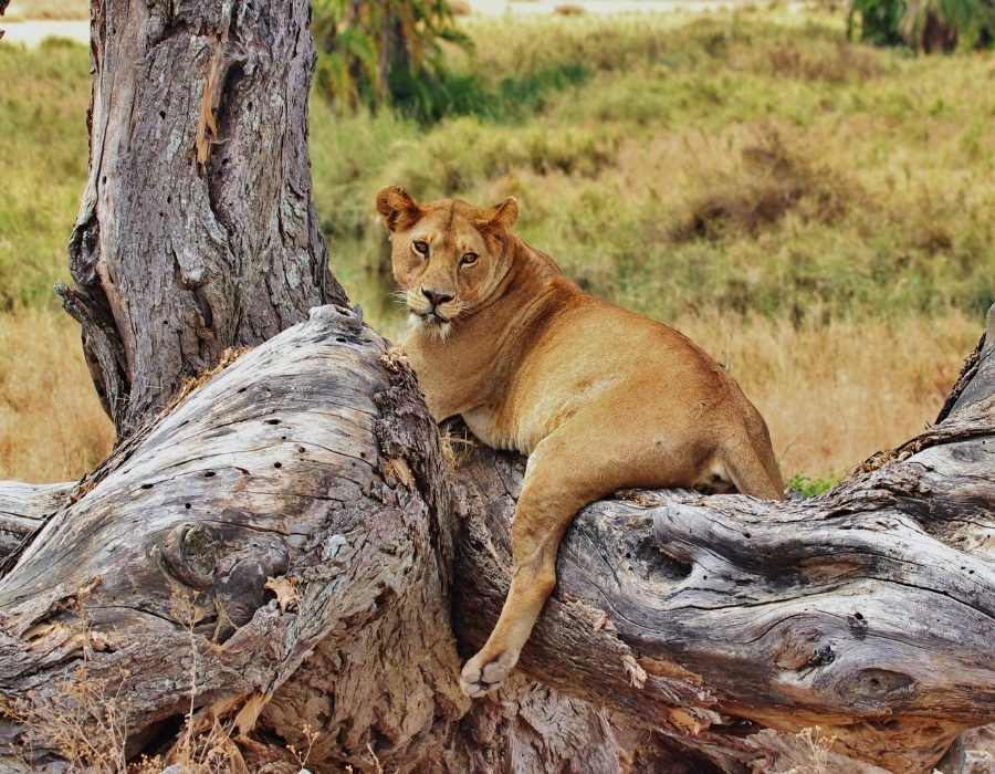 Best Time to Visit Tanzania for Safari