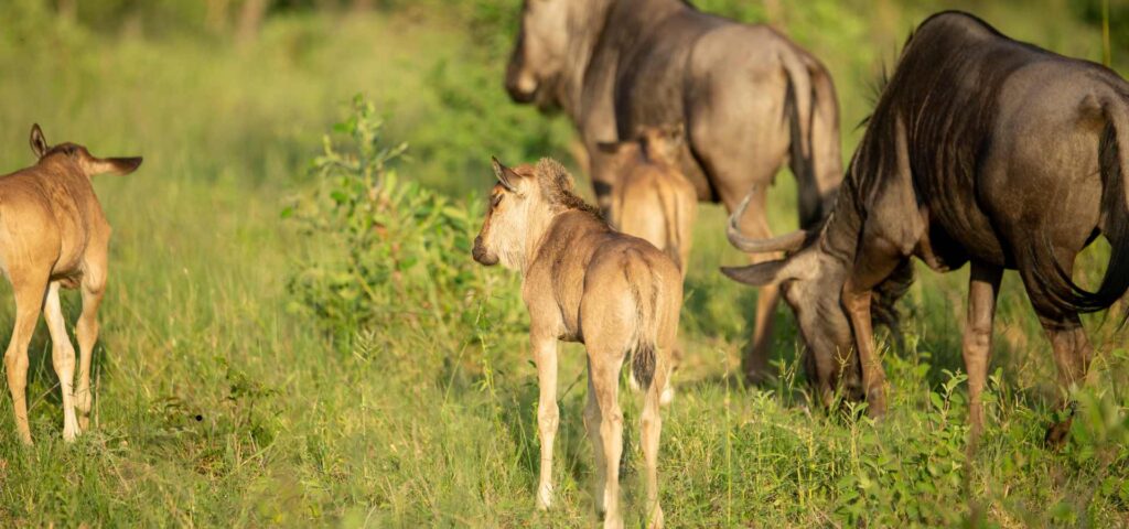 6-Day Ndutu Calving Season Safari