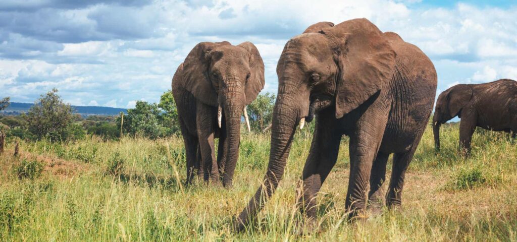 Is Tanzania Safe for Safari? Essential Travel Tips
