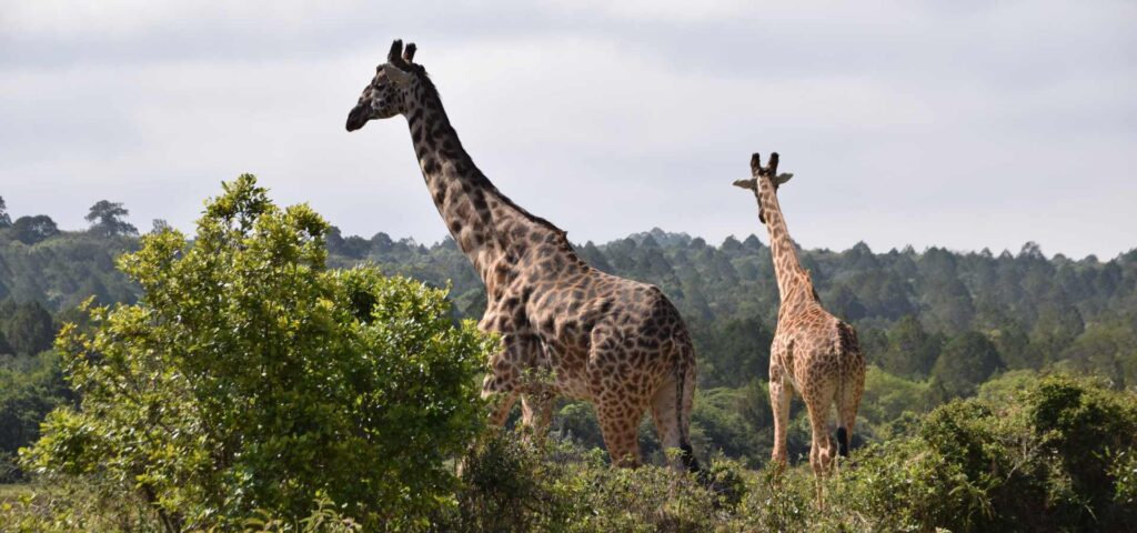 Arusha National Park Day Trip