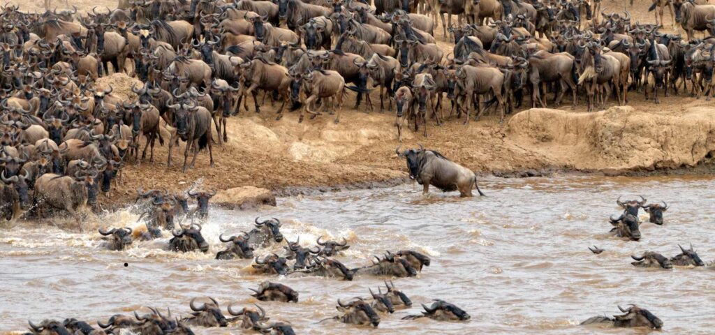 7-Day Mara River Crossing Safari