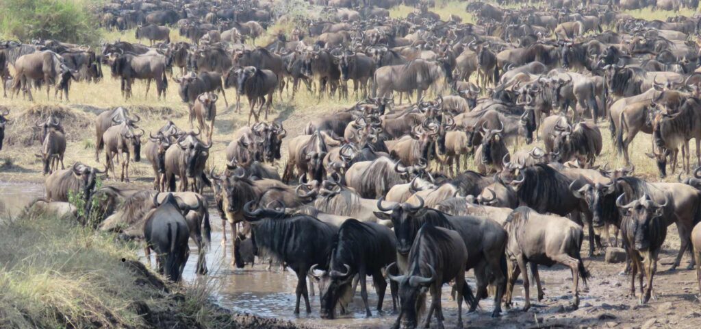 5-Day Serengeti Great Migration Safari